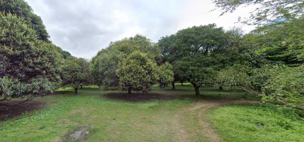 San Pascual Batangas Farm Lot for sale San Pascual Batangas Farm lot for sale